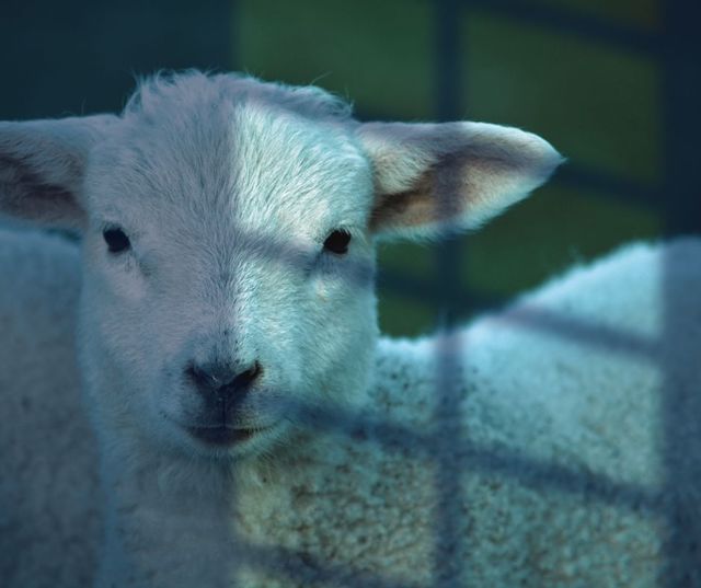dark shadow of a window across a lamb's face